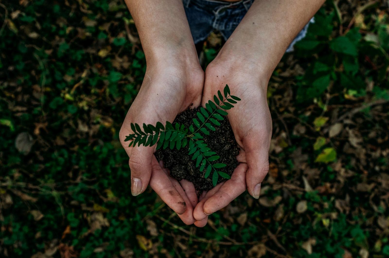 green plant